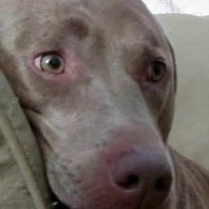 Meet your Posher, Charlie